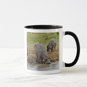 Mug Hippopotamus, Hippopotamus amphibius, Serengeti
