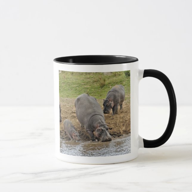 Mug Hippopotamus, Hippopotamus amphibius, Serengeti (Droite)