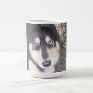 Mug Husky Un Oeil Bleu Un Oeil Brown