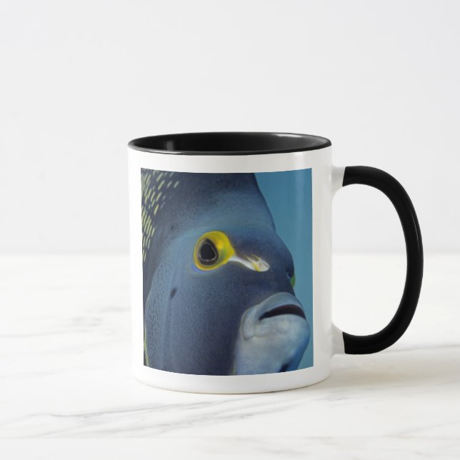 Mug Îles Caïmans, Poisson-ange français Pomacanthus (Droite)