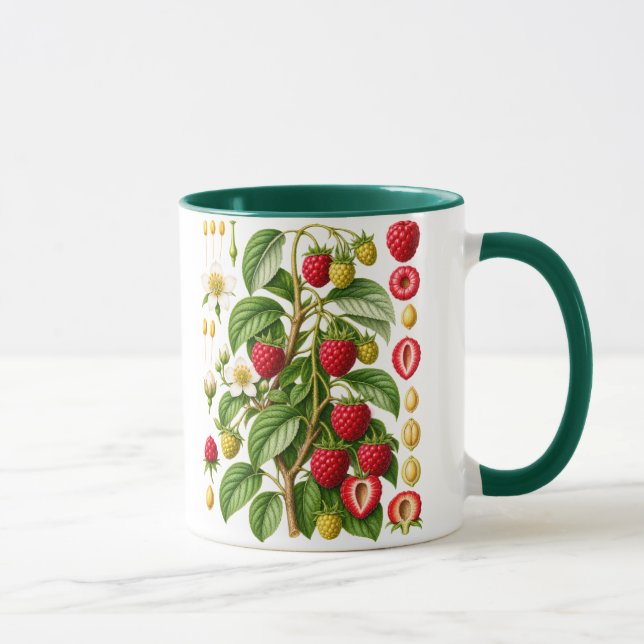 Mug Illustration Botanique Vintage de Framboise (Droite)