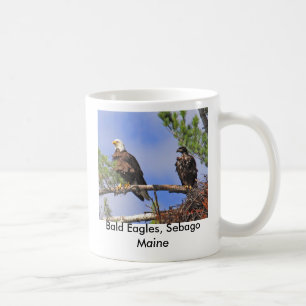Mug IMG_0411cn, Eagles chauve, Sebago Maine