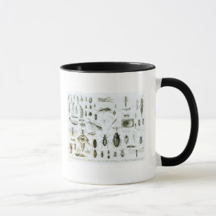 Mug Insectes d'entomologie