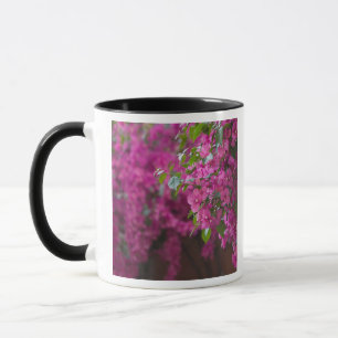 Mug Italie, Sicile, Cefalu, Cour intérieure fleurie pa