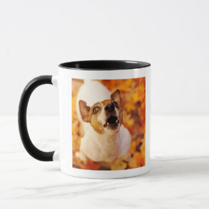 Mug Jack Russell Terrier écorçant et sautant, automne