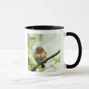 Mug Jeune hibou colleté de pigmy étant perché sur la