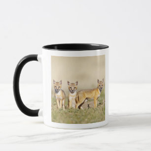 Mug Jeune Renard véloce (Vulpes macrotis) au terrier,