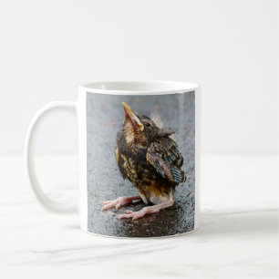 Mug Jeune Robin Qui Regarde Vers Le Haut