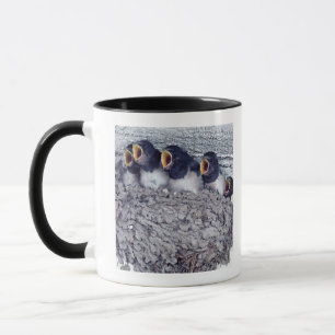 Mug jeunes hirondelles de grange