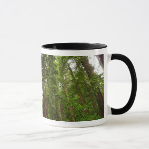 Mug Jusqu'à Redwoods I au monument national de Muir Wo