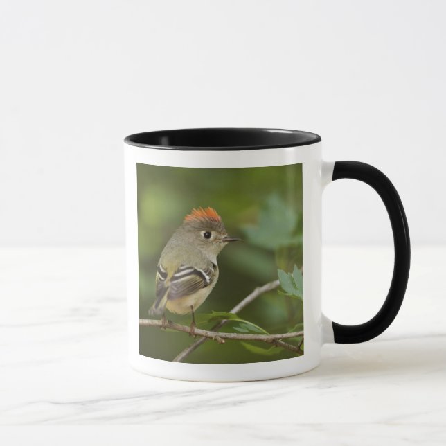 Mug Kinglet couronné de rubis masculin, Regulus calend (Droite)