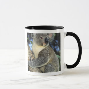 Mug Koala, Phascolarctos cinereus), Australie,