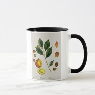 Mug La noix de muscade, plaquent 353 "d'un de fines