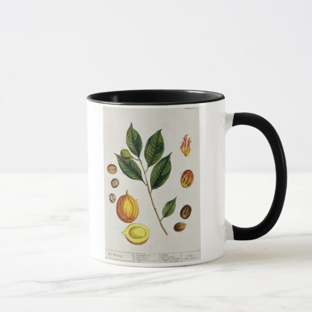Mug La noix de muscade, plaquent 353 "d'un de fines (Droite)