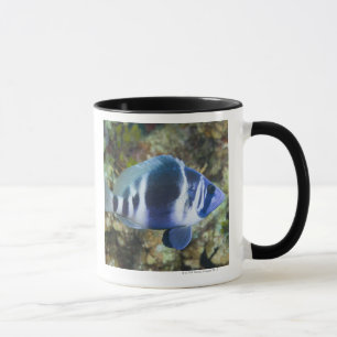 Mug La vie sous-marine, POISSON : Indigo Hamlet