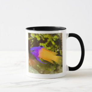Mug La vie sous-marine, POISSON :  un Basslet féeriqu