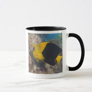Mug La vie sous-marine, POISSON : Une beauté de roch