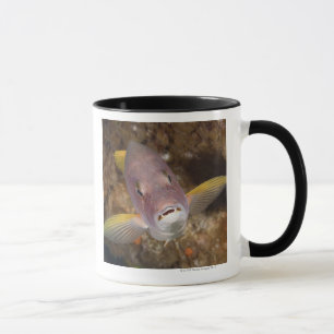 Mug La vie sous-marine ; POISSONS : Fermez-vous vers