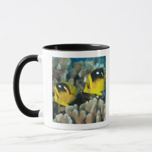 Mug La vie sous-marine ; POISSONS : Une paire de