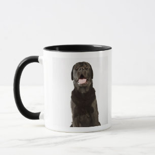 Mug Labrador noir (familiaris de Canis), haletant,