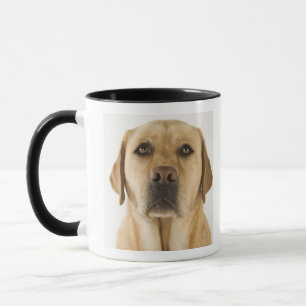 Mug Labrador retriever d'or (familiaris de Canis).