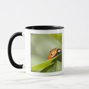 Mug Ladybird sur la feuille, coccinelle sur la feuille