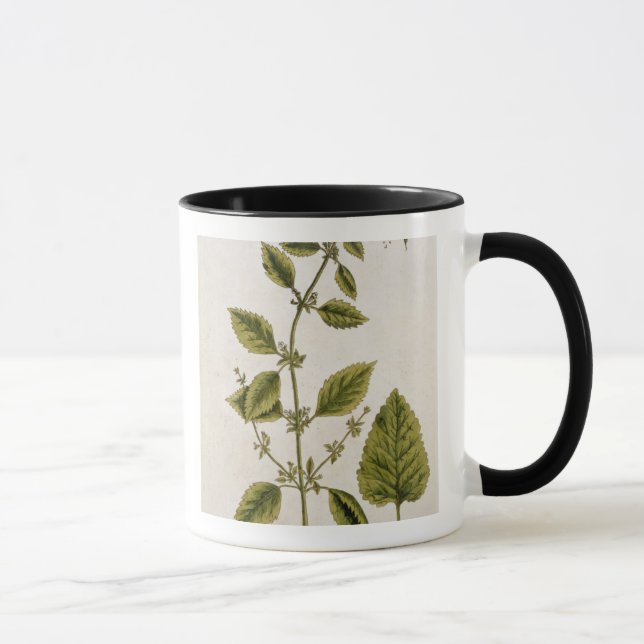 Mug Le baume, plaquent 27 "d'un de fines herbes (Droite)