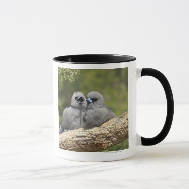 Mug Le noir a fait face à Woodswallow, cinereus (Droite)