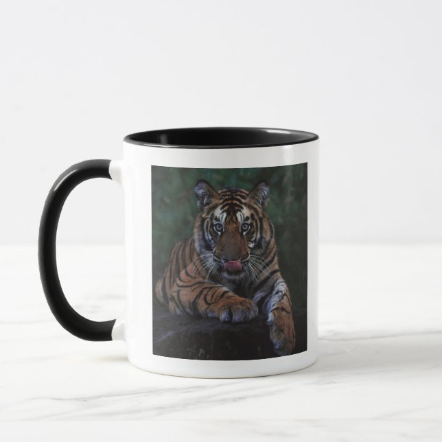 Mug Le tigre CUB repose sur la roche (Gauche)