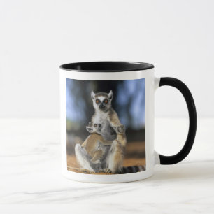 Mug Lémur à queue d'anneau, (Lémur catta), Mère et