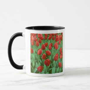 Mug Les champs de tulipes fleurissent au printemps.