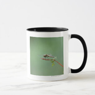 Mug Libellule 6
