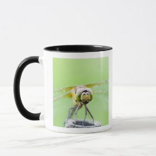 Mug Libellule (infuscatum de Sympetrum)