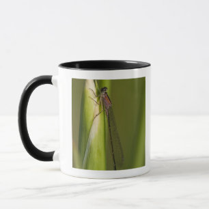 Mug Libellule sur l'iris bourgeonné