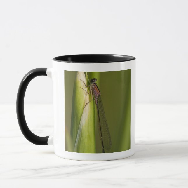 Mug Libellule sur l'iris bourgeonné (Gauche)