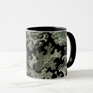 Mug Lichen par Ernst Haeckel, Plantes Vintages de la n