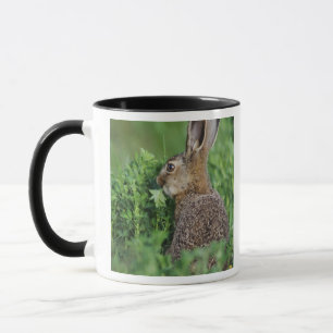 Mug Lièvre brun, Lepus europaeus, jeune mangeant,