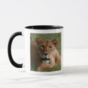 Mug Lion