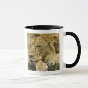 Mug Lion d'Afrique, Lion panthère, endormi