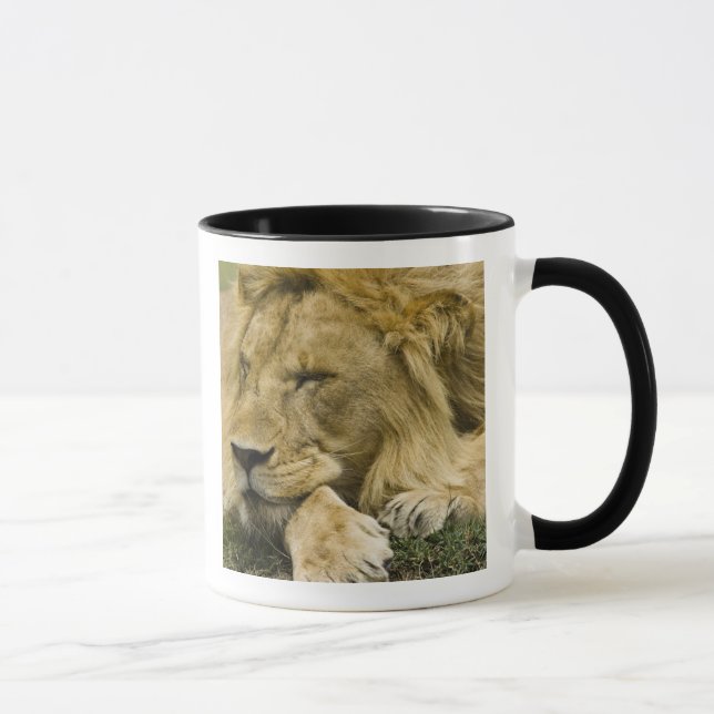 Mug Lion d'Afrique, Panthera leo, allongé endormi (Droite)