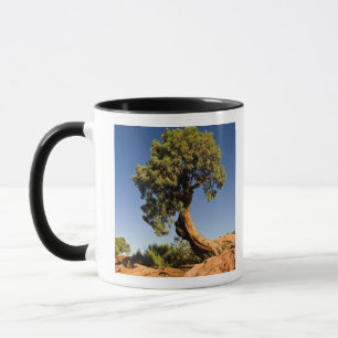 Mug Lonesome Cedar, Deadhorse Point State Park,