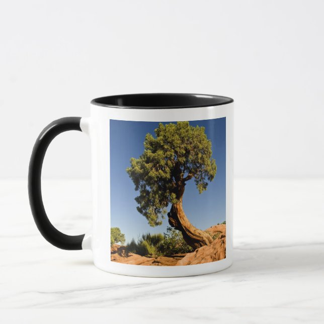 Mug Lonesome Cedar, Deadhorse Point State Park, (Gauche)