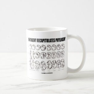 Mug L'ontogénèse récapitule la phylogénie (la
