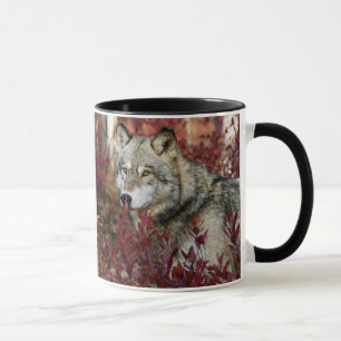 Mug Loup Dans Le Bassin D'Automne