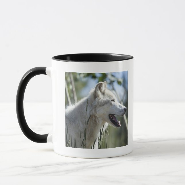 Mug Loup dans Yellowstone 2 (Gauche)