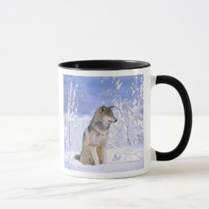 Mug Loup de bois assis dans la neige, Canis lupus,