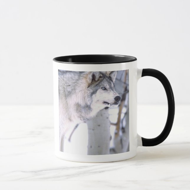 Mug Loup de bois, Canis lupus, Animal de cinéma Utah) (Droite)
