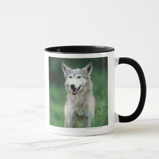 Mug Loup gris 2 (Droite)