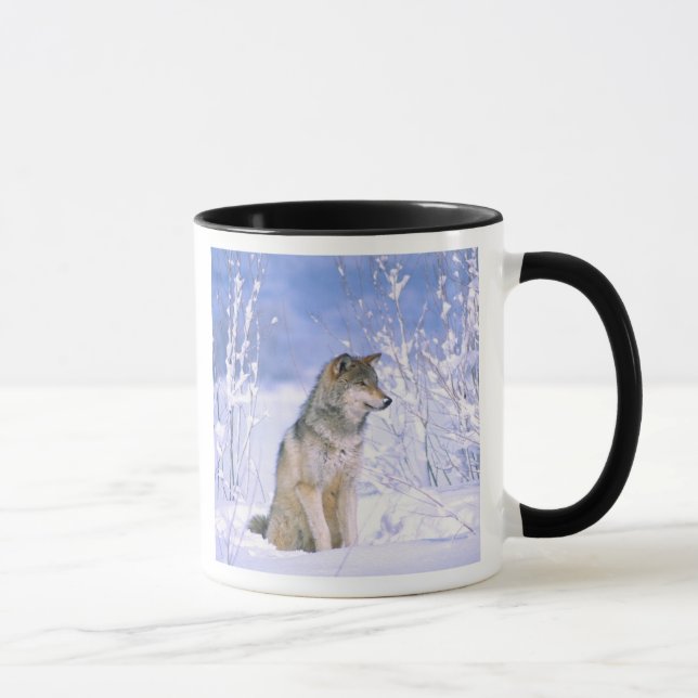 Mug Loup gris assis dans la neige, Canis lupus, (Droite)