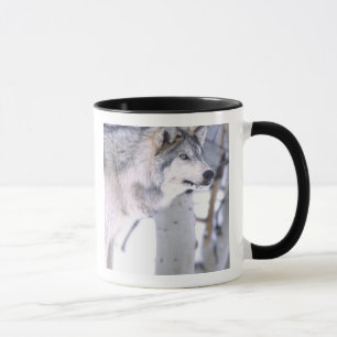 Mug Loup gris, Canis lupus, Animal de film Utah)